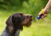 The Best Gadgets for Dogs